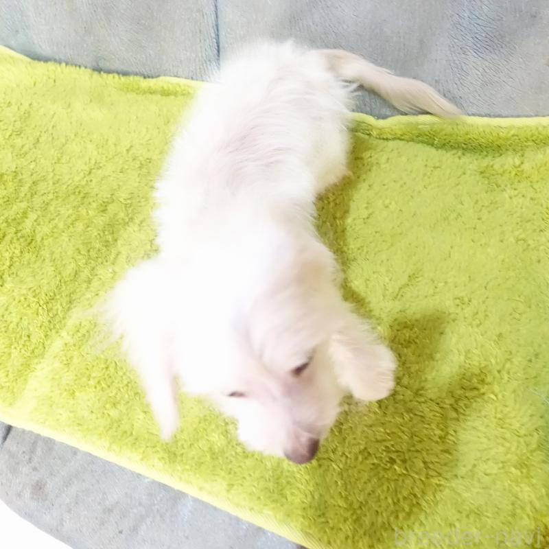 販売中の熊本県のマルックス:マルチーズ×ミニチュアダックスフンド-440827の3枚目