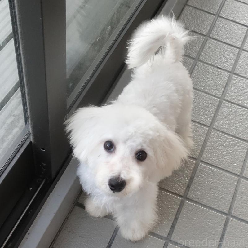 販売中の熊本県のマルックス:マルチーズ×ミニチュアダックスフンド-440827の2枚目