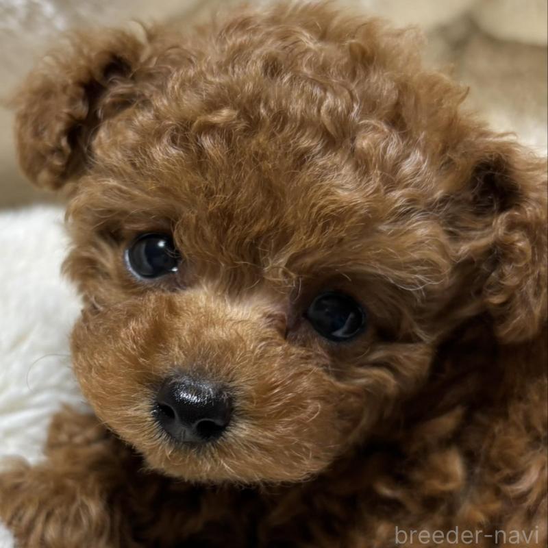 販売中の香川県のティーカッププードル-440825の1枚目