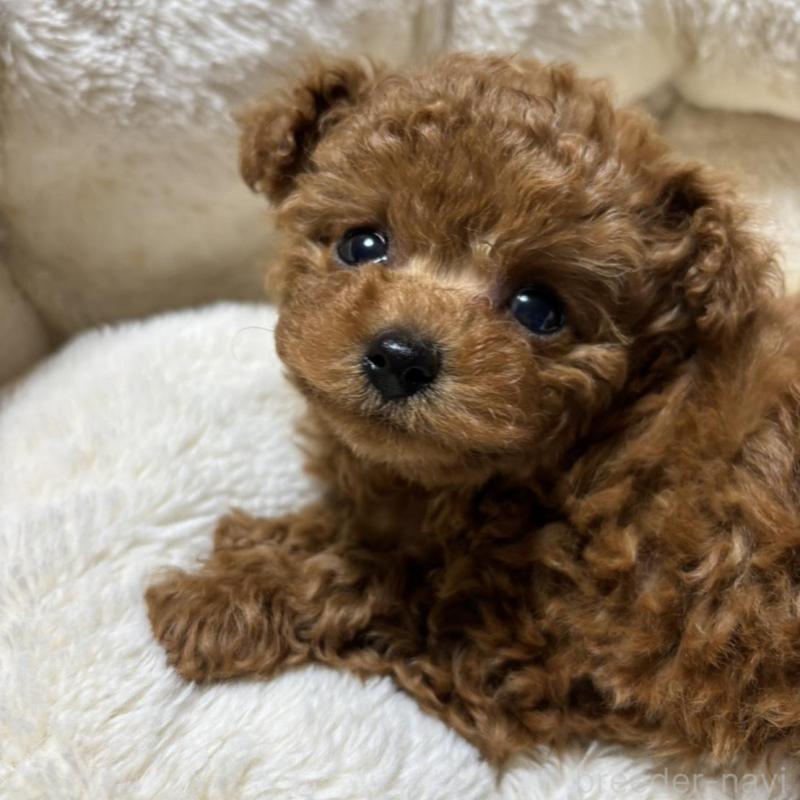 販売中の香川県のティーカッププードル-440825の6枚目