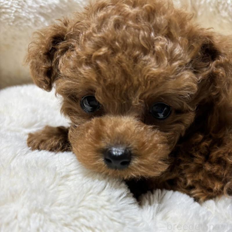 販売中の香川県のティーカッププードル-440825の5枚目