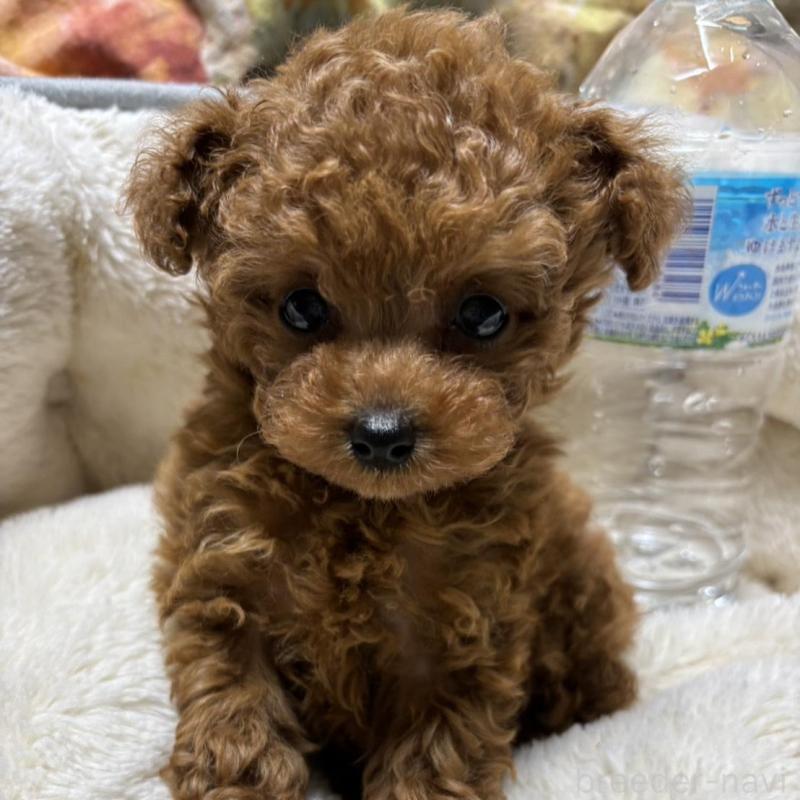 販売中の香川県のティーカッププードル-440825の2枚目