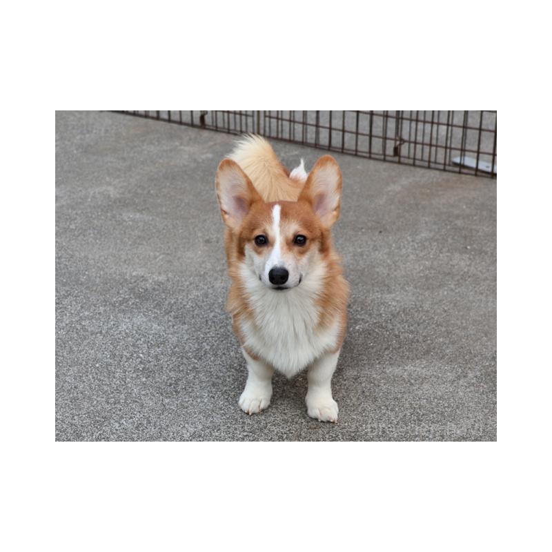 商談中の兵庫県のウェルシュコーギーペンブローク-404527の1枚目