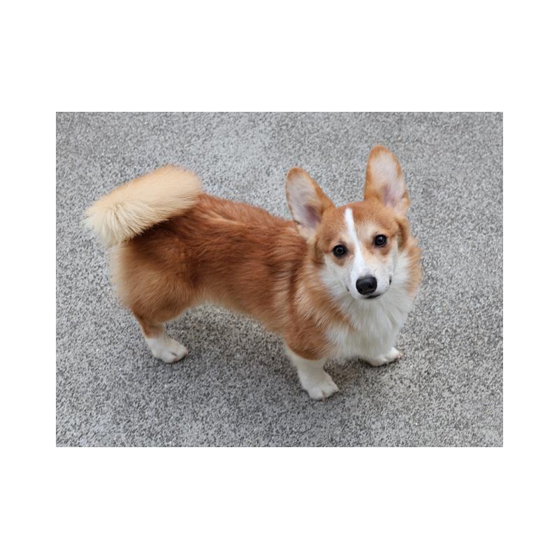 商談中の兵庫県のウェルシュコーギーペンブローク-404527の3枚目