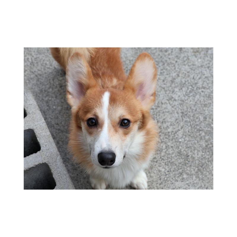 商談中の兵庫県のウェルシュコーギーペンブローク-404527の2枚目