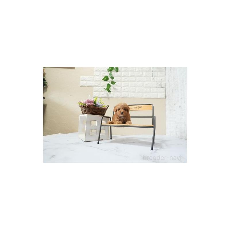 販売中の滋賀県のタイニープードル-439660の5枚目