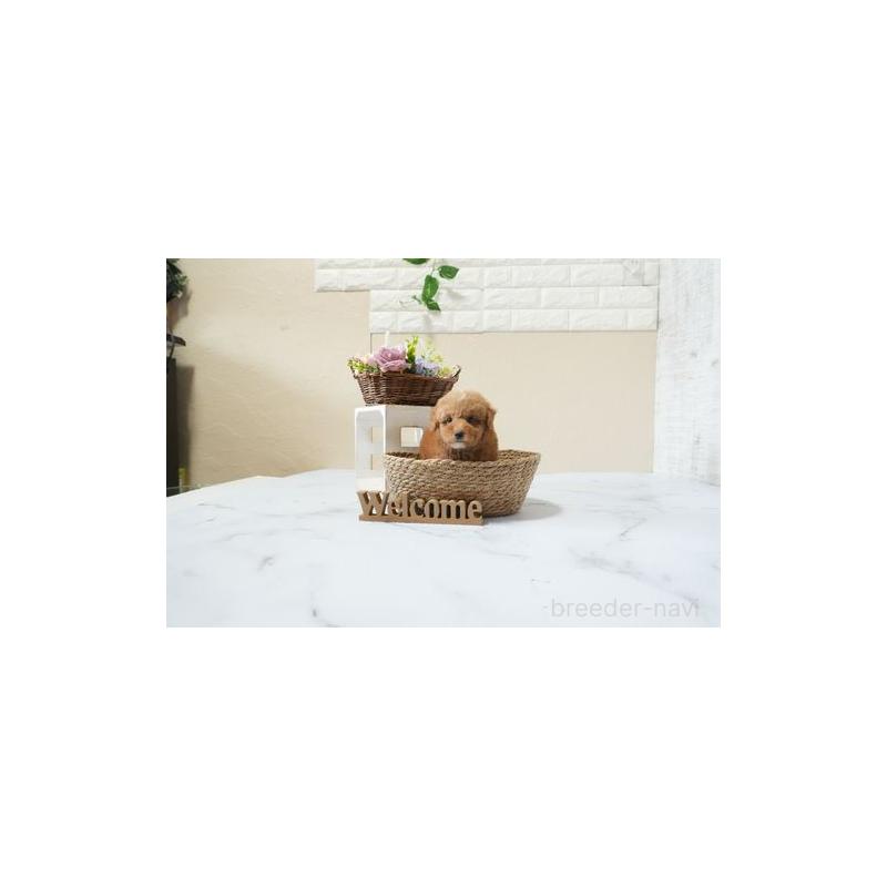 販売中の滋賀県のタイニープードル-439660の3枚目