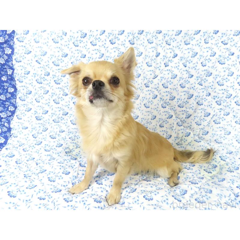 販売中の千葉県のチワワ(ロングコート)-397203の4枚目