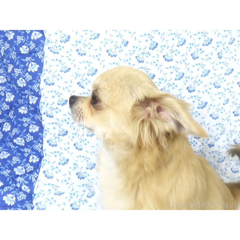 販売中の千葉県のチワワ(ロングコート)-397203の2枚目