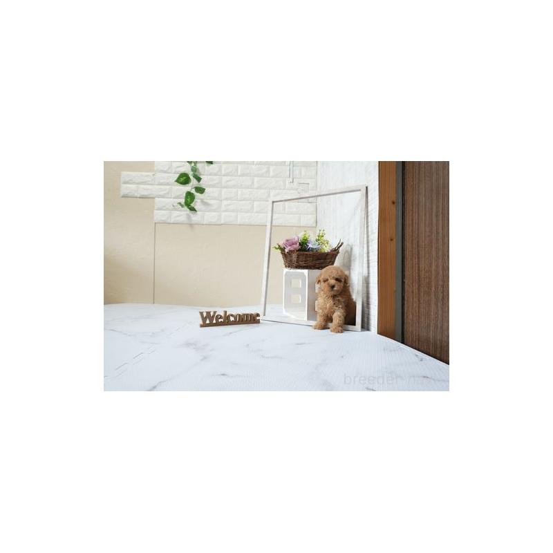 販売中の滋賀県のタイニープードル-439677の3枚目