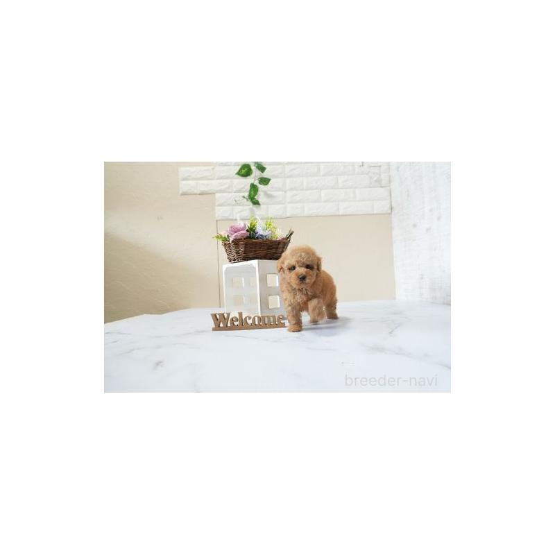 販売中の滋賀県のタイニープードル-439677の2枚目