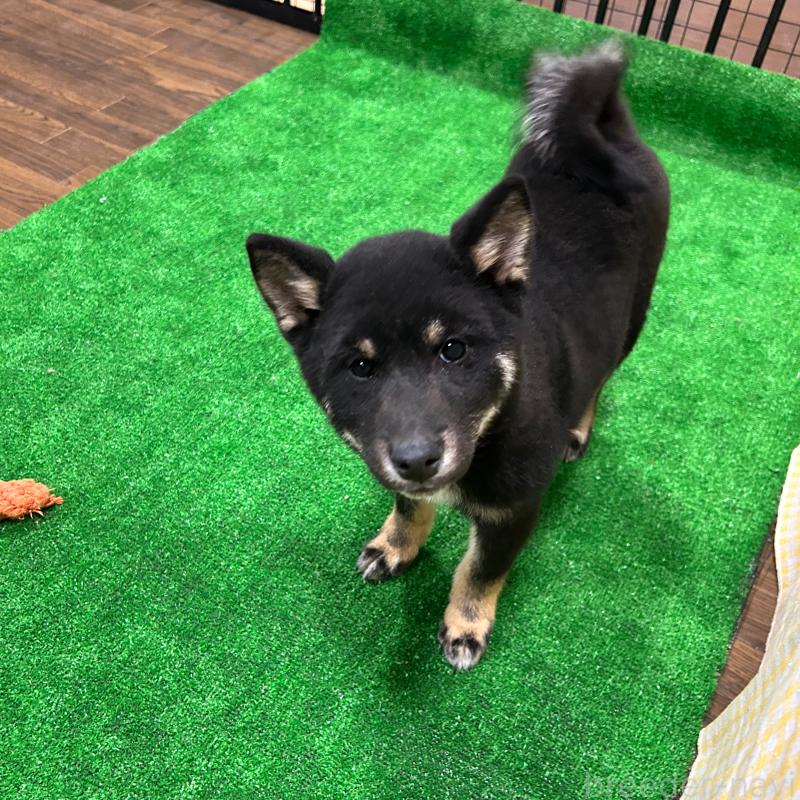 販売中の栃木県の柴犬-440826の7枚目