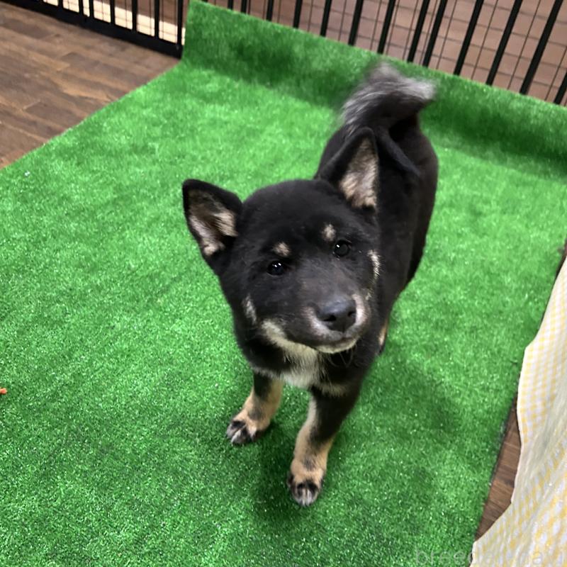 販売中の栃木県の柴犬-440826の6枚目