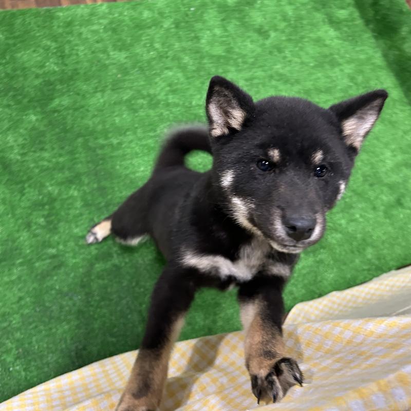 販売中の栃木県の柴犬-440826の5枚目