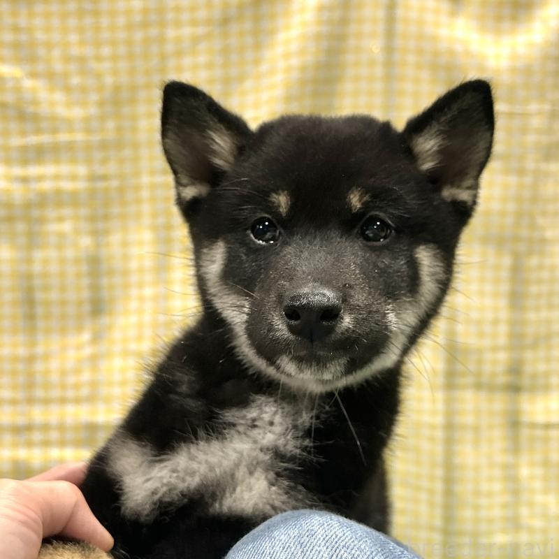 販売中の栃木県の柴犬-440826の4枚目