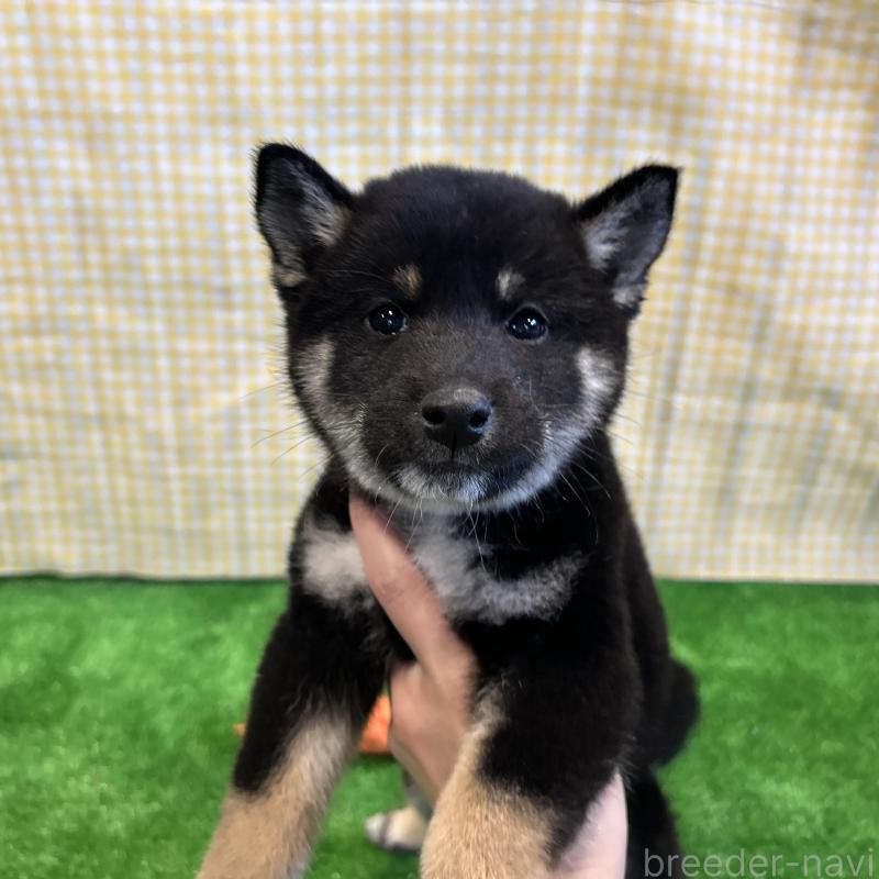 販売中の栃木県の柴犬-440826の2枚目