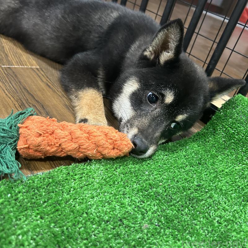 販売中の栃木県の柴犬-440828の5枚目