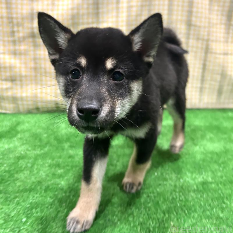 販売中の栃木県の柴犬-440828の4枚目