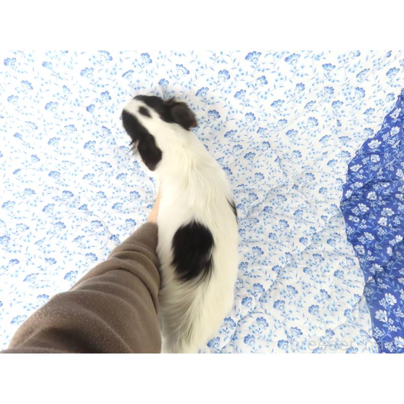 成約済の千葉県のチワワ(ロングコート)-397243の5枚目