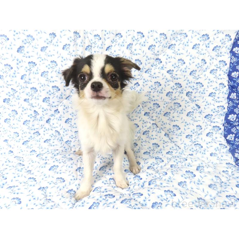 成約済の千葉県のチワワ(ロングコート)-397243の4枚目