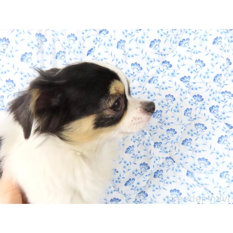 成約済の千葉県のチワワ(ロングコート)-397243の2枚目