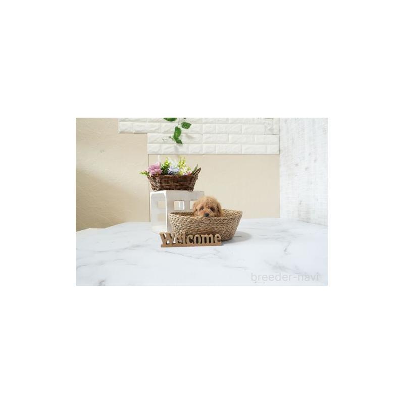 販売中の滋賀県のタイニープードル-439681の5枚目