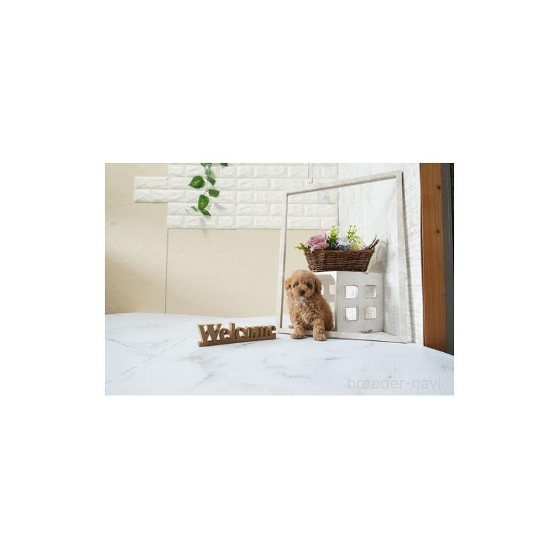 販売中の滋賀県のタイニープードル-439681の3枚目