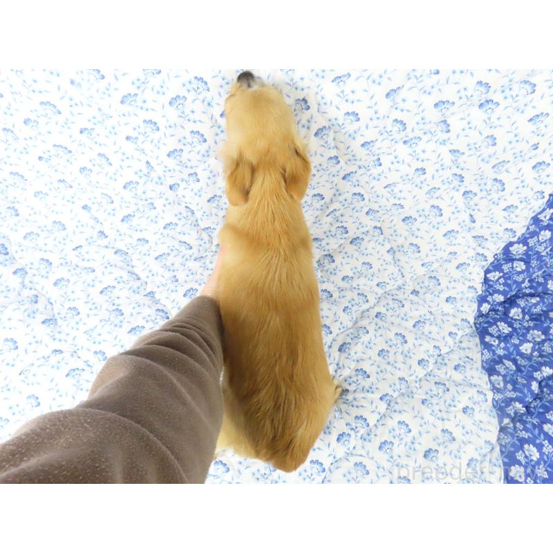 販売中の千葉県のチワワ(ロングコート)-404242の5枚目