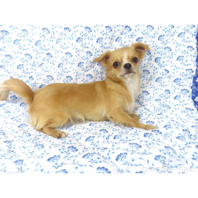 販売中の千葉県のチワワ(ロングコート)-404242の4枚目