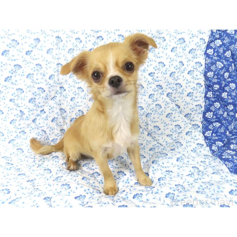 販売中の千葉県のチワワ(ロングコート)-404242の3枚目