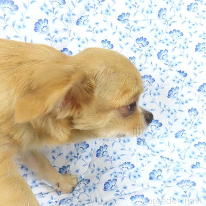 販売中の千葉県のチワワ(ロングコート)-404242の2枚目