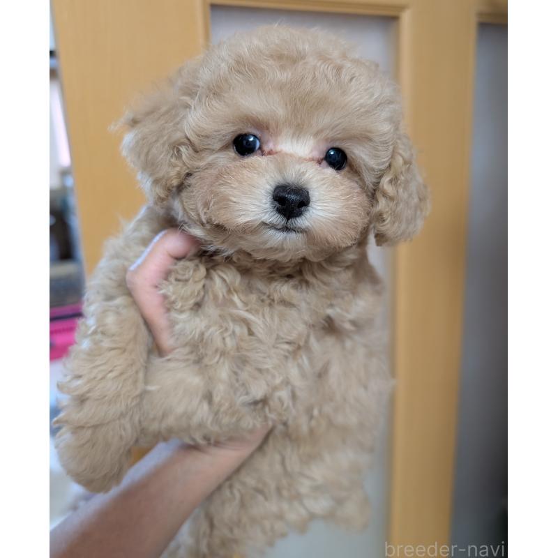 販売中の新潟県のタイニープードル-440829の3枚目