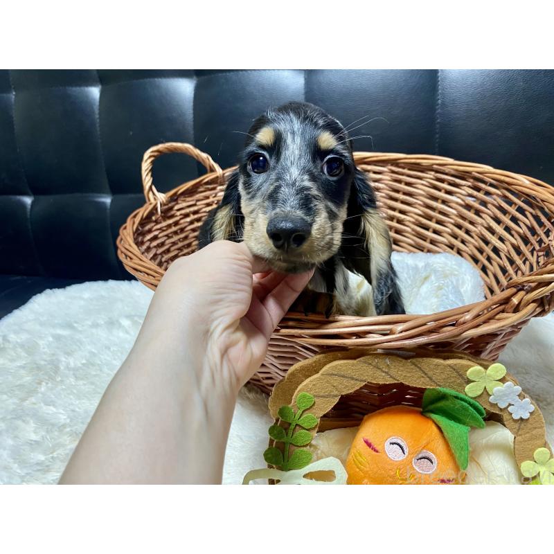 販売中の岐阜県のミニチュアダックスフンド(ロングヘアード)-429426の4枚目