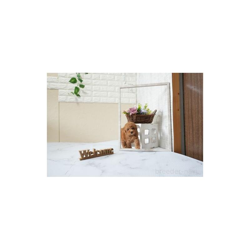 販売中の滋賀県のタイニープードル-439691の5枚目