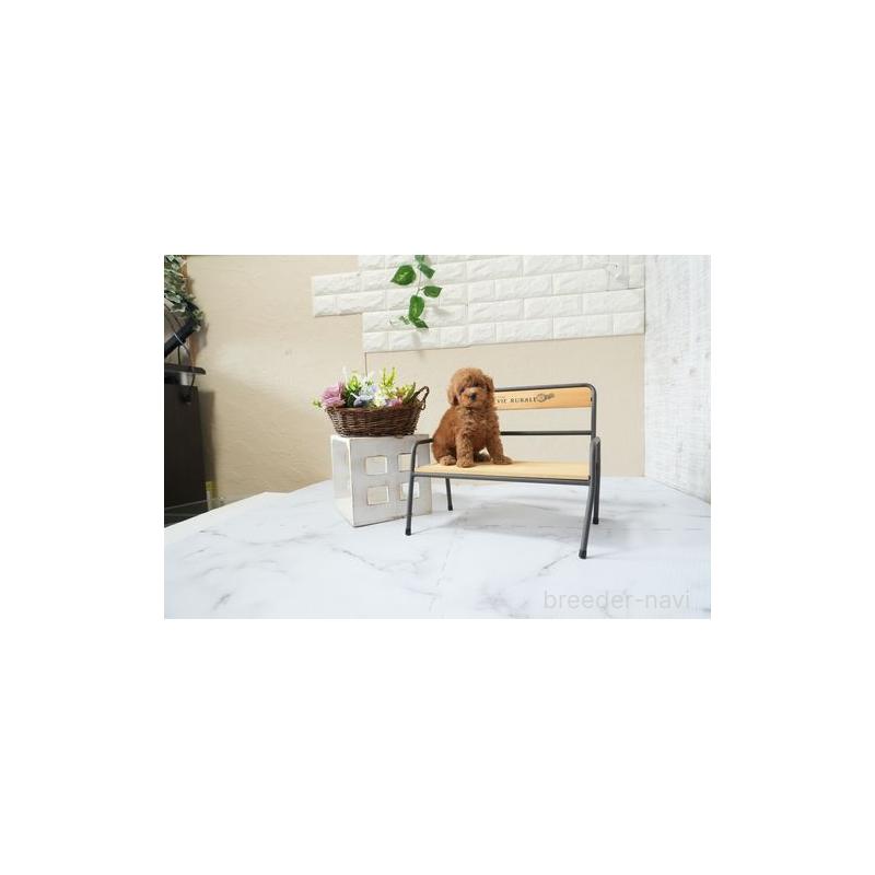 販売中の滋賀県のタイニープードル-439691の2枚目