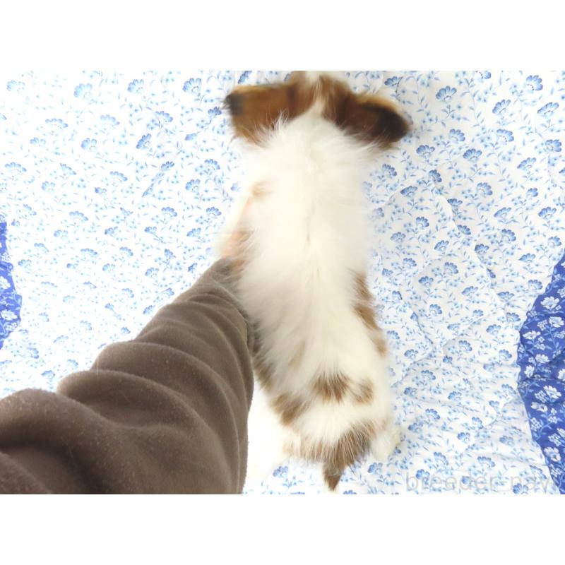 販売中の千葉県のパピヨン-422776の5枚目