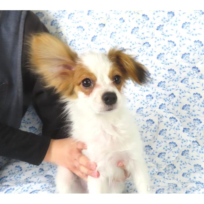 販売中の千葉県のパピヨン-422776の4枚目