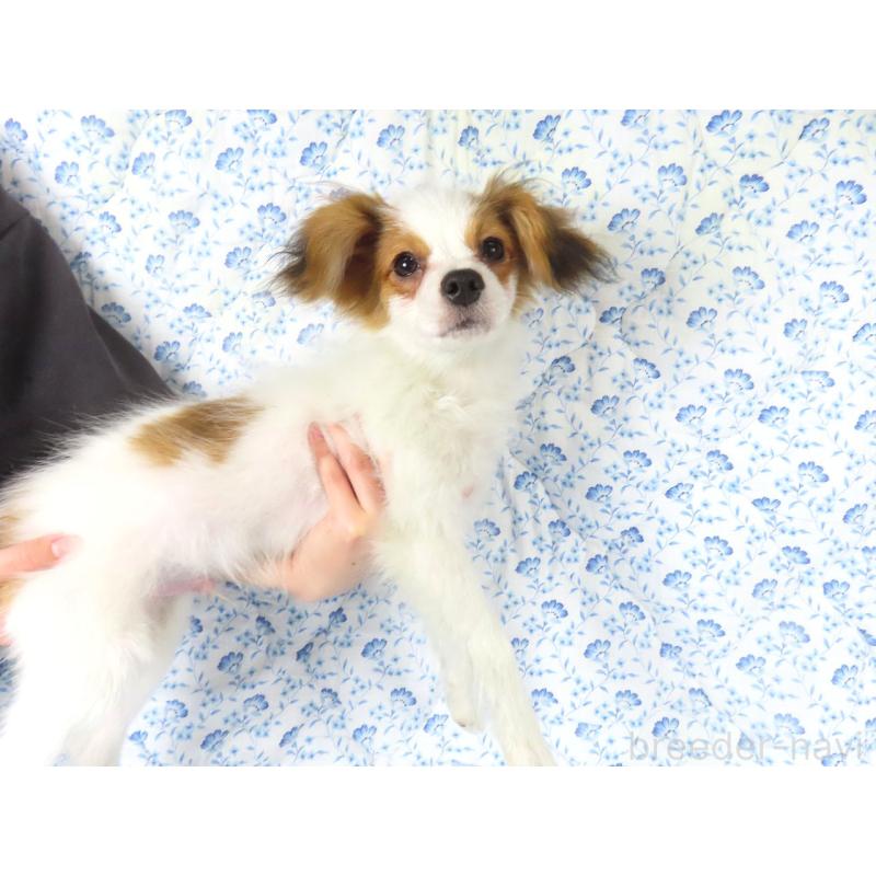 販売中の千葉県のパピヨン-422776の3枚目