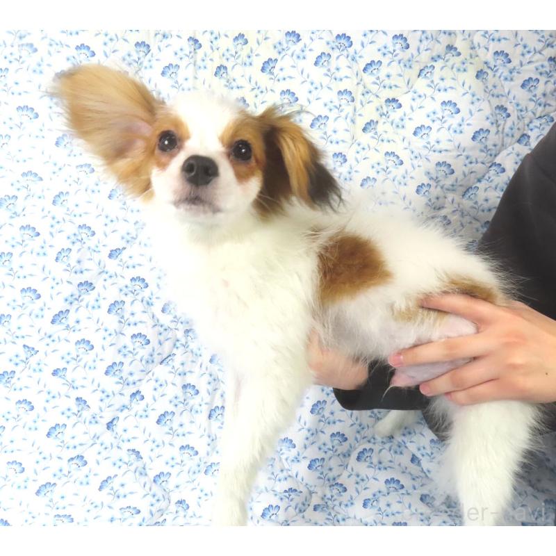 販売中の千葉県のパピヨン-422776の2枚目