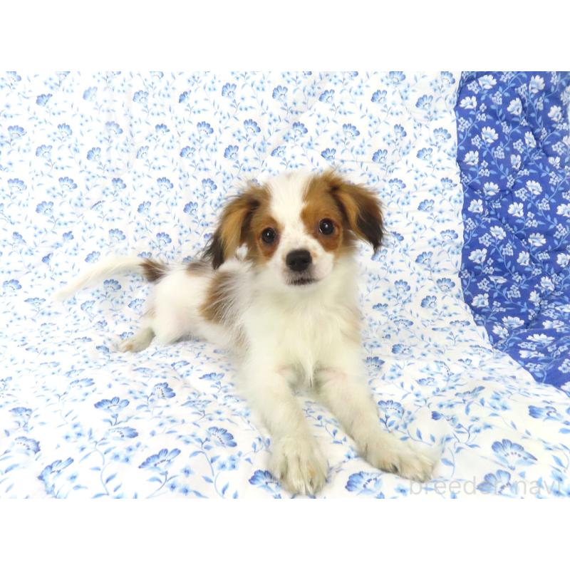 販売中の千葉県のパピヨン-422784の4枚目