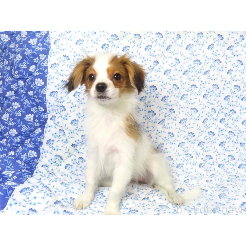 販売中の千葉県のパピヨン-422784の3枚目