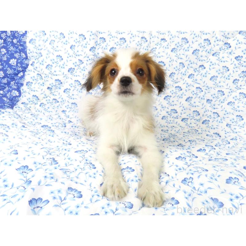 販売中の千葉県のパピヨン-422784の2枚目