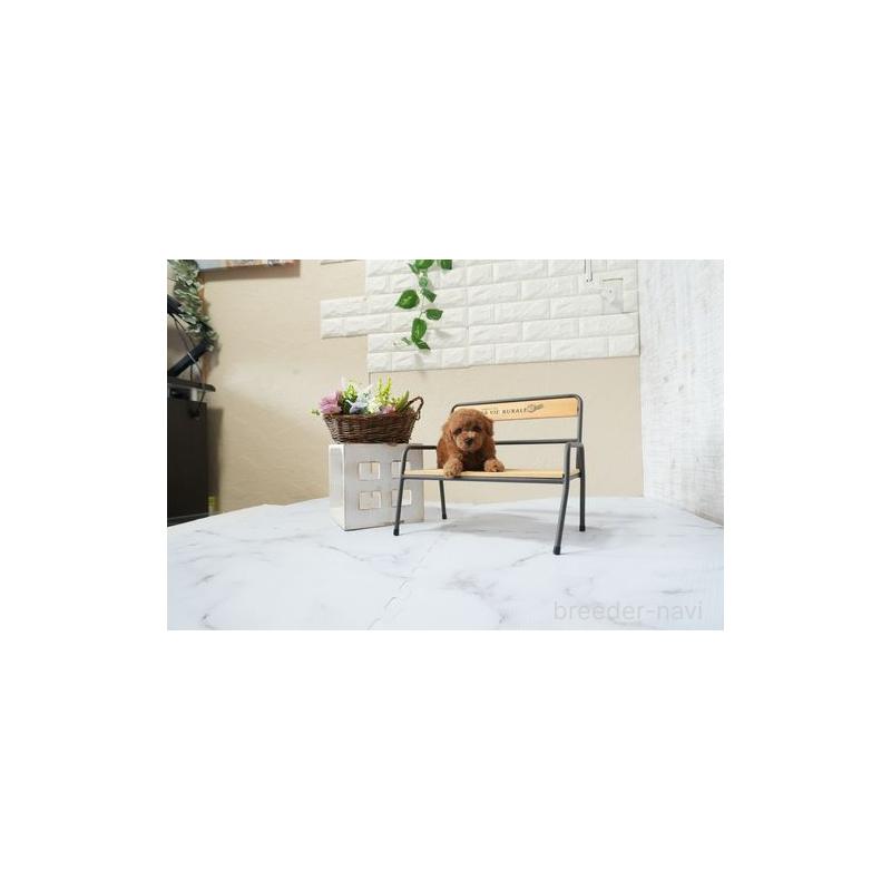 販売中の滋賀県のタイニープードル-439718の5枚目