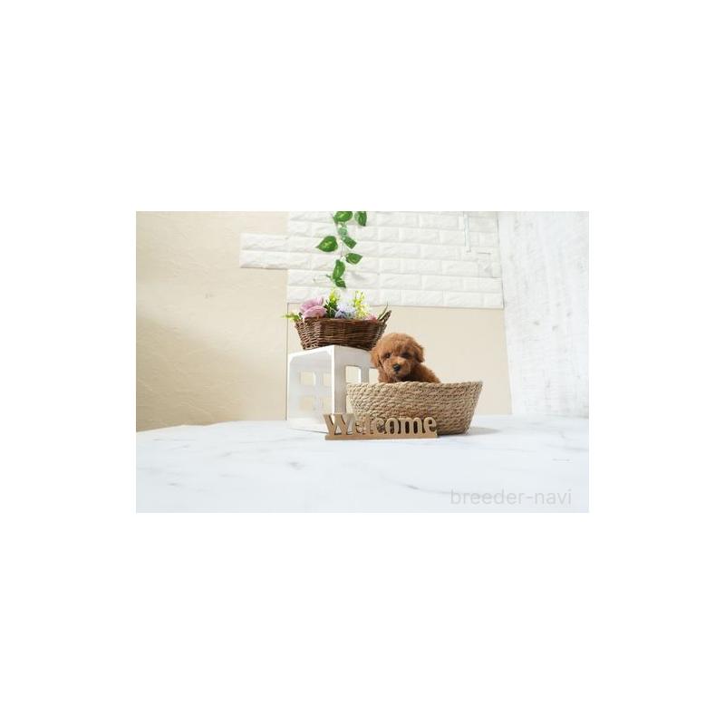 販売中の滋賀県のタイニープードル-439718の4枚目