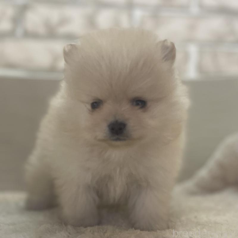 販売中の熊本県のポメラニアン-440830の1枚目