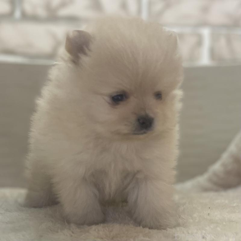 販売中の熊本県のポメラニアン-440830の4枚目