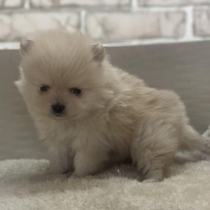 販売中の熊本県のポメラニアン-440830の3枚目