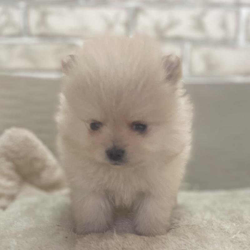 販売中の熊本県のポメラニアン-440830の2枚目