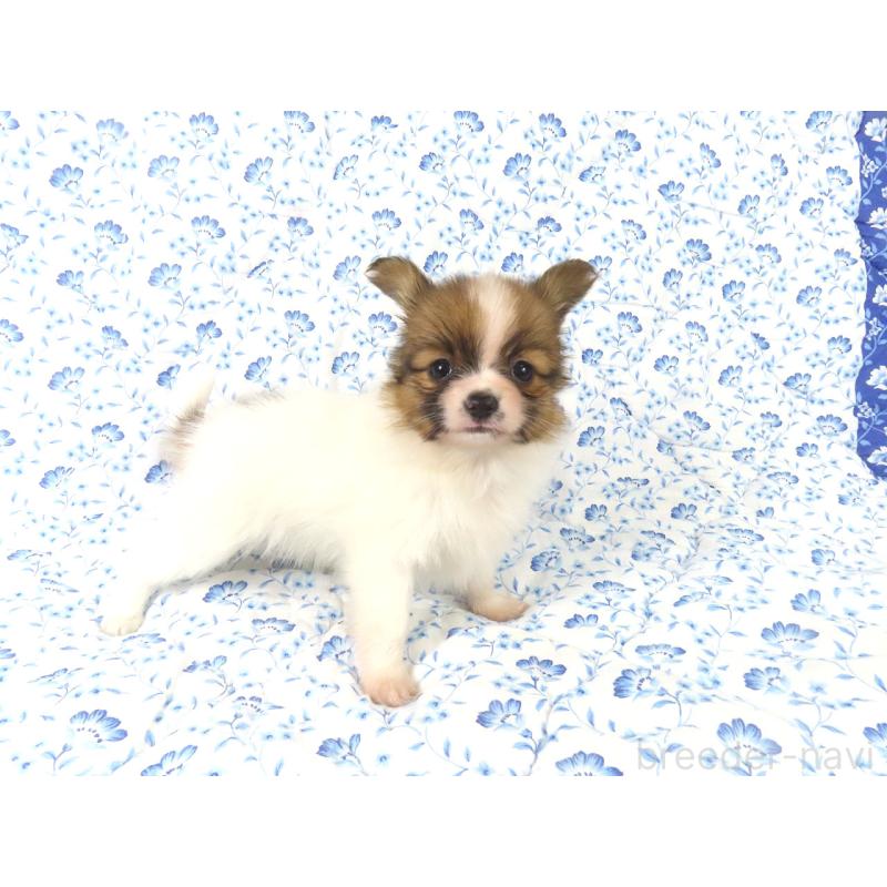 販売中の千葉県のパピヨン-436217の9枚目