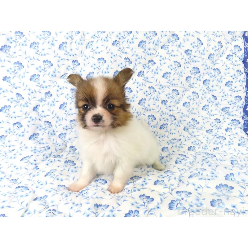 販売中の千葉県のパピヨン-436217の8枚目